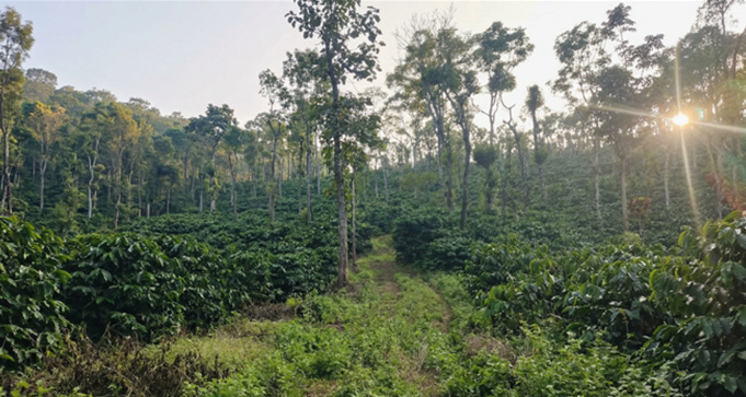 Nandi Estate Sakleshpur